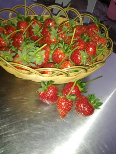 草莓滿載而歸