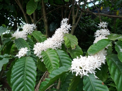 咖啡樹花